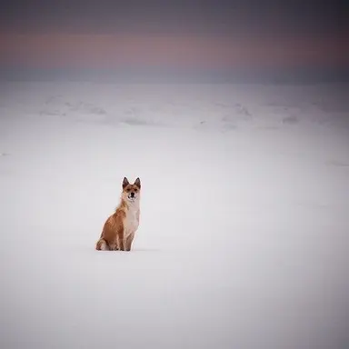 Profile image of 여우