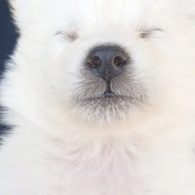 Profile image of 포비