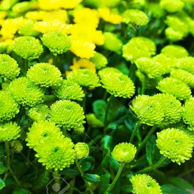 Profile image of 공룡