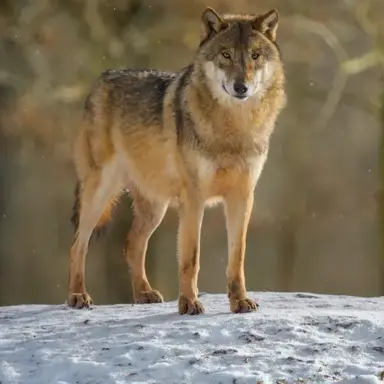 Profile image of 늑대