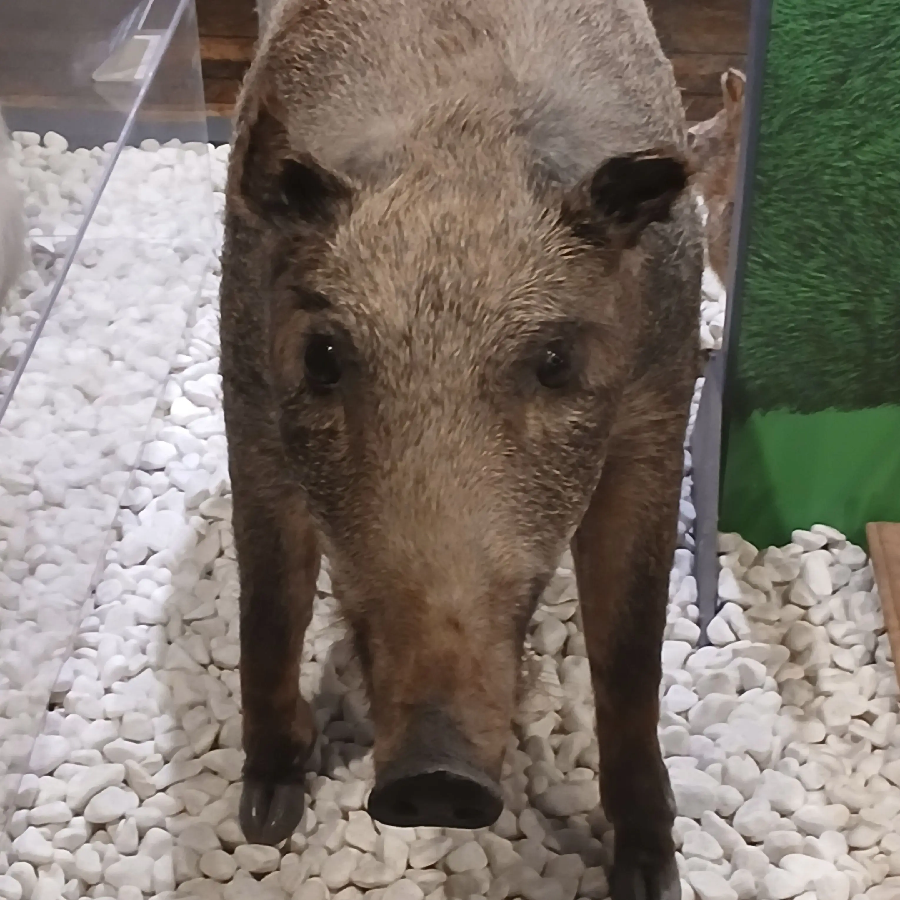 qlsjdndakdknd의 개성중학교 김소연