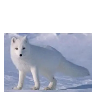 Profile image of 여우