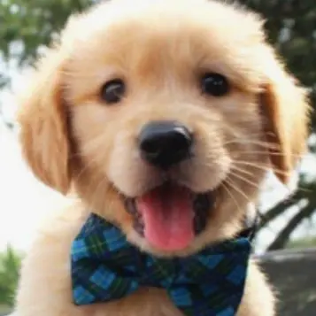 Profile image of 덕개