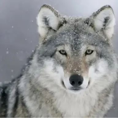 Profile image of 늑대