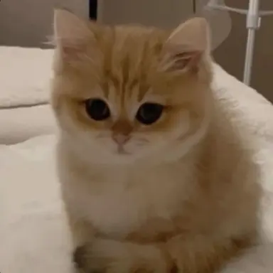 Profile image of 꾹꾹이