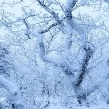 Profile image of Frost Queen