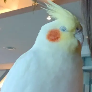 Profile image of 오뉴