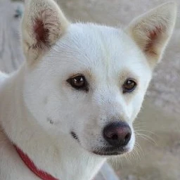 파루