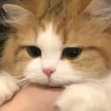 Profile image of ニャンイ