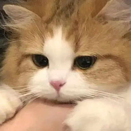 FierceVein0559의 猫を飼う