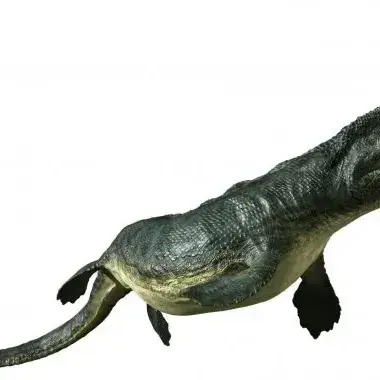 Profile image of 틸로