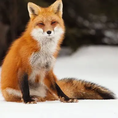 Profile image of 여우