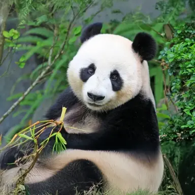 Profile image of 판다