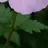 이설