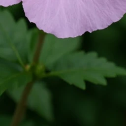 이설