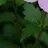 청명