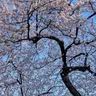 Profile image of 出産プレイ