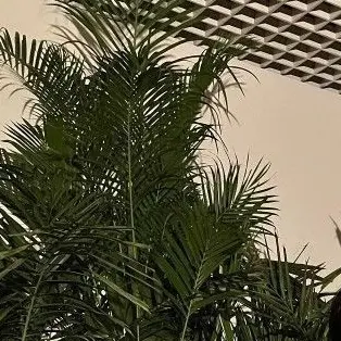 Profile image of 宮舘涼太