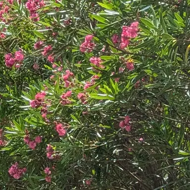 Profile image of Kamome Misugi