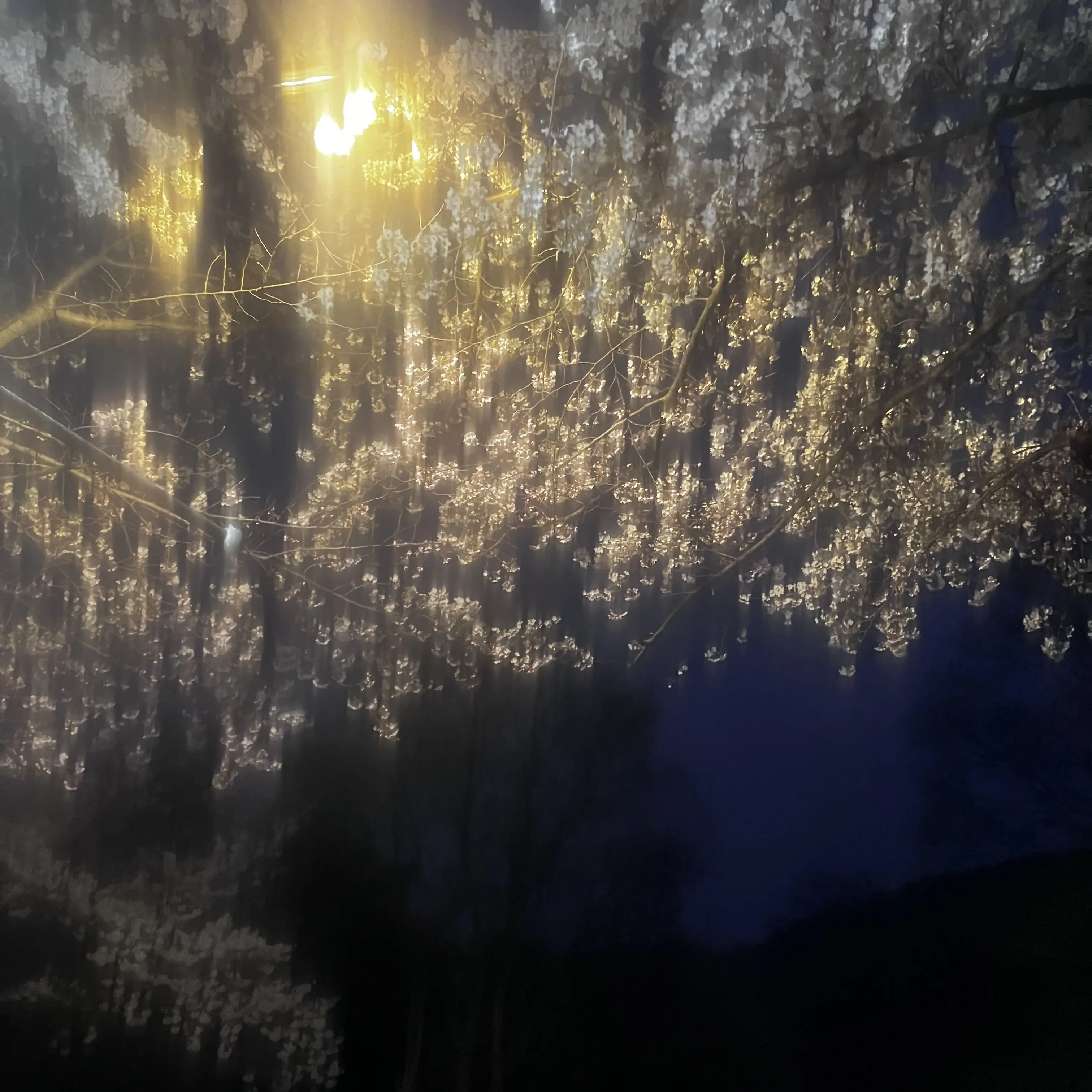 OutlawBooby6233의 마음대로 하셈