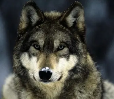 Profile image of 늑대