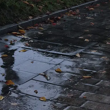 Profile image of 유서하