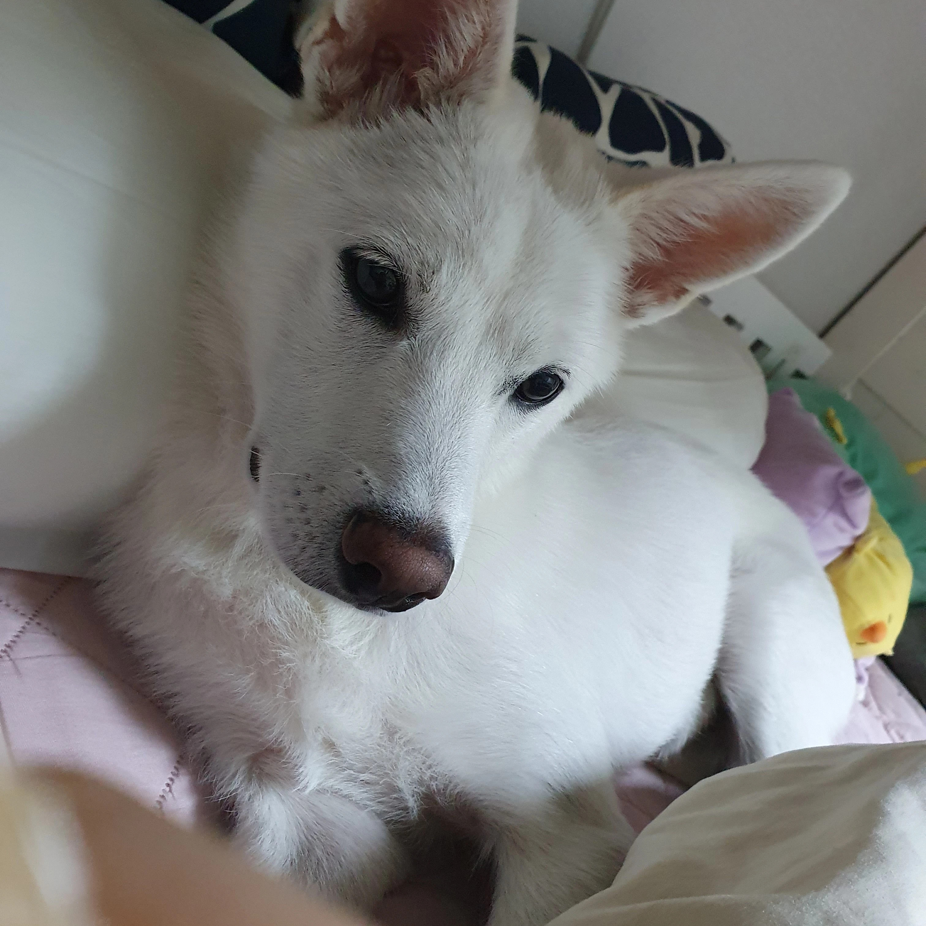 럭키