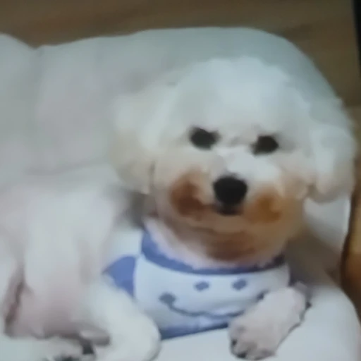 강아지 빡꾸