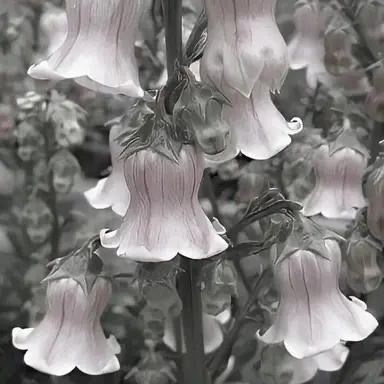 Profile image of 이브