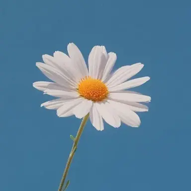 Profile image of 권지용