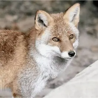 Profile image of Fox