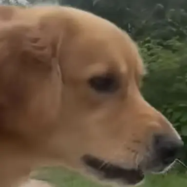 Profile image of Golden Retriever