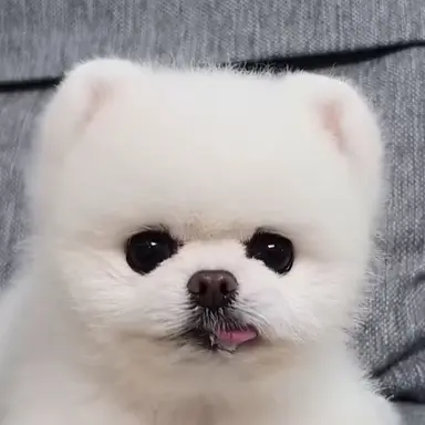 Profile image of Ponki
