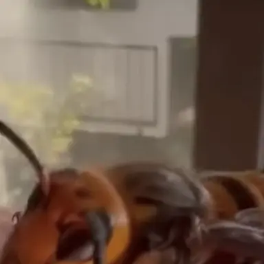 Profile image of Asian Giant Hornet