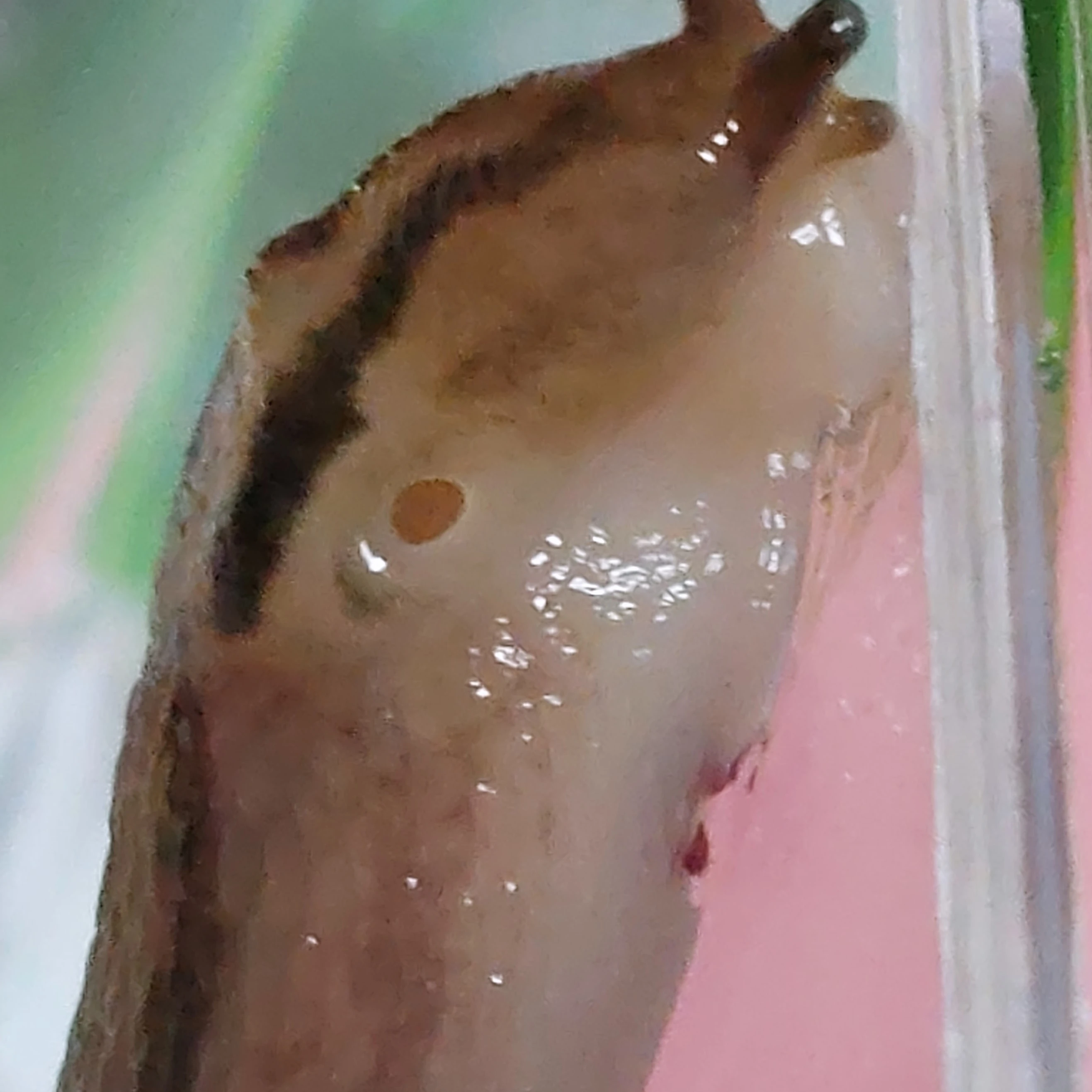 なめくじ。