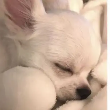 Profile image of チロル