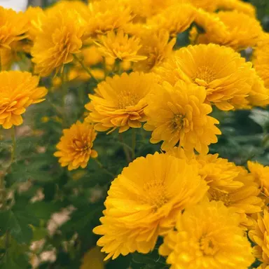 Profile image of 菊