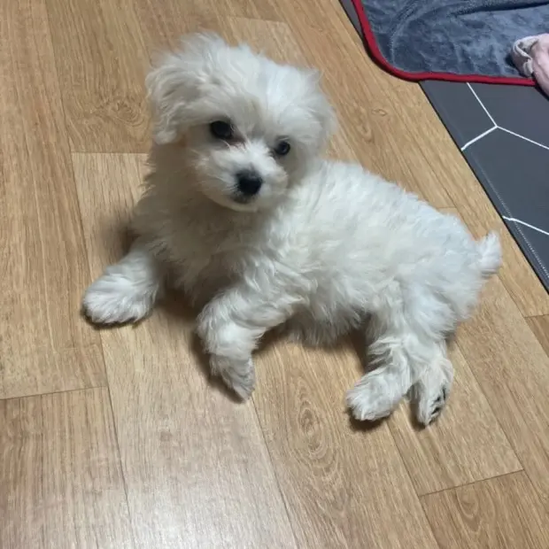 ElEl4587의 동물 유치원