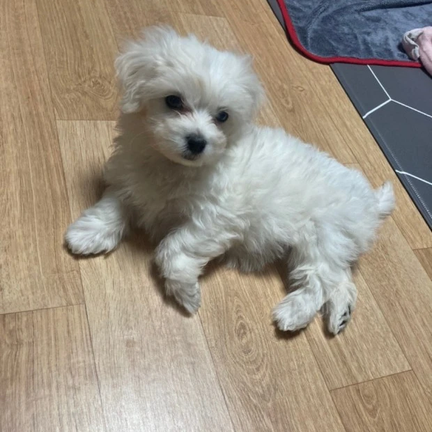 동물 유치원