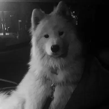 Profile image of 吉野