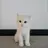 냥냥이