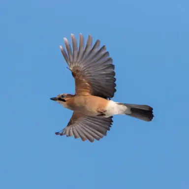 Profile image of 어치