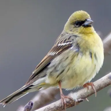 Profile image of 무당새