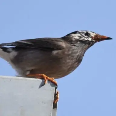 Profile image of 찌르레기