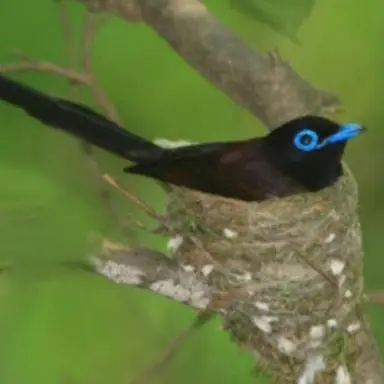 Profile image of 긴꼬리딱새