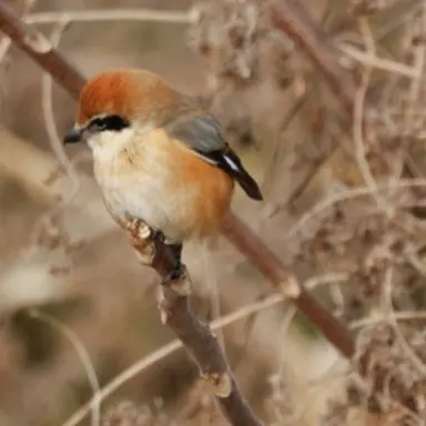 Profile image of 때까치