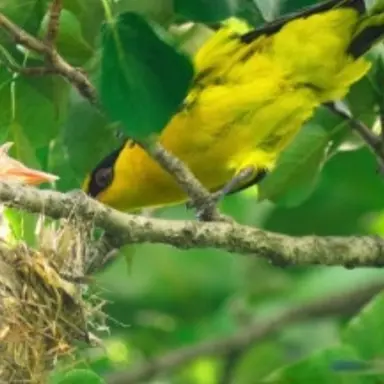 Profile image of 꾀꼬리