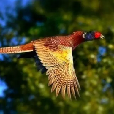 Profile image of 꿩