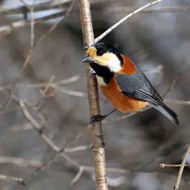 Profile image of 곤줄박이