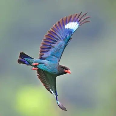 Profile image of 파랑새